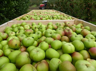 Bins of 'just picked' beautiful Bramley